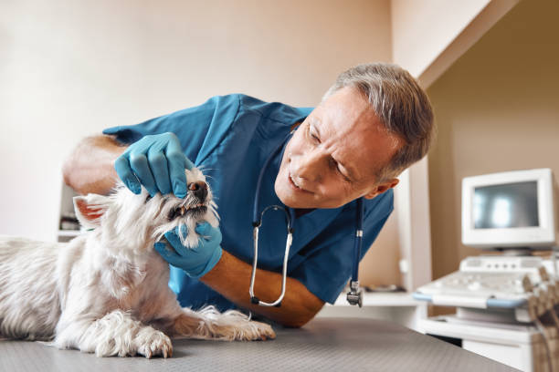 Reliable LA Emergency Dental Service Solutions